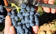 Croatia Best Wine Travel Destination