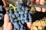 Croatia Best Wine Travel Destination