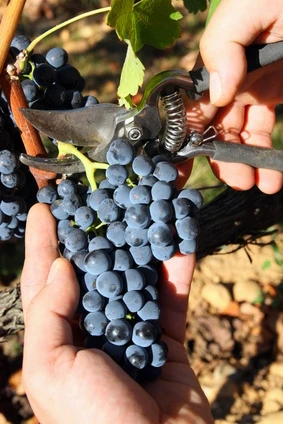 Croatia Best Wine Travel Destination