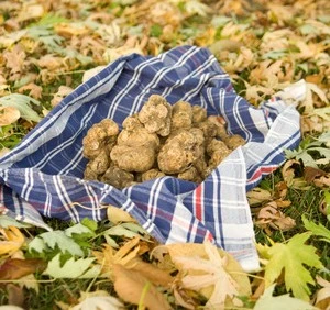 8 days_Slovenia, Istrian Peninsula and Truffle hunting