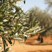 Olive plantation and olives on branch