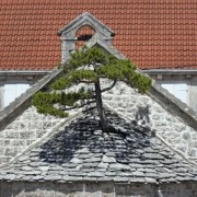 Pine tree growing from the roof of church