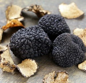 truffle hunting with dogs