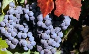 Zinfandel