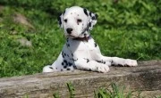 dalmatians