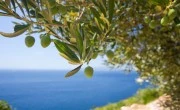 Olive Oil from Croatia