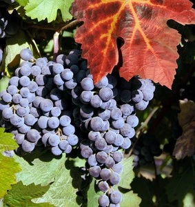 Red Wine Grapes