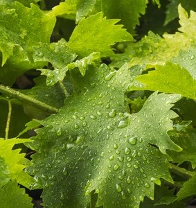 croatia wine tours