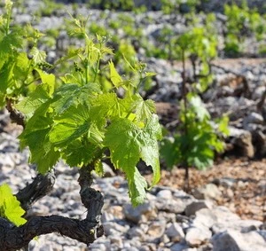 Dubrovnik, Peljesac Penisula, Island of Korcula - 4-day tours "Through the Balkans - wine track"